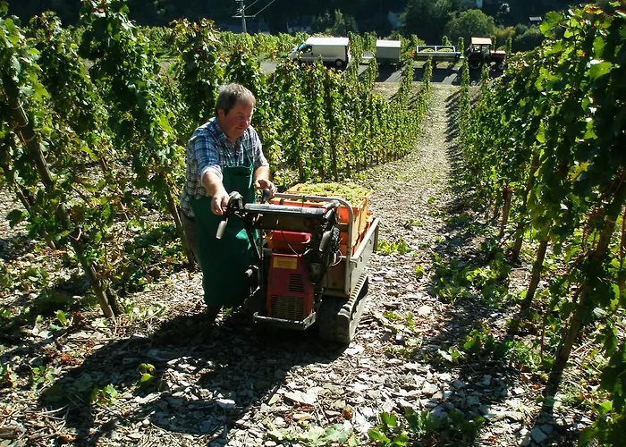 Weingut U. Gastehaus Menten Bed & Breakfast
