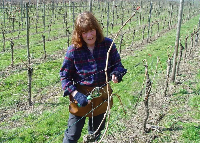 Weingut U. Gastehaus Menten Bed & Breakfast